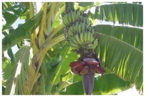 Banana Tree Vastu Tips