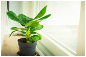 Banana Tree Vastu Tips