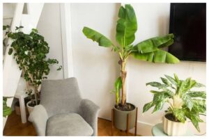 Banana Tree Vastu Tips