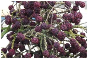 Rudraksha Benefits