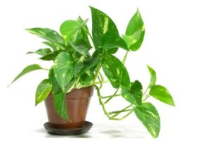 Vastu Tips