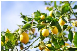 Benefits Of Lemon leaves (1)