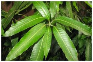 Mango Leaves Vastu Tips