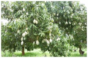 Mango Leaves Vastu Tips