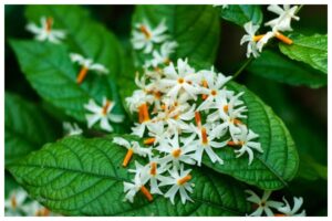 Harsingar Flower