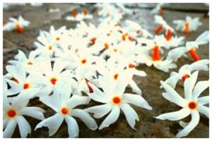 Harsingar Flower