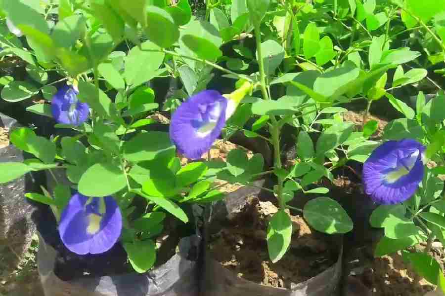 Aparajita Flower