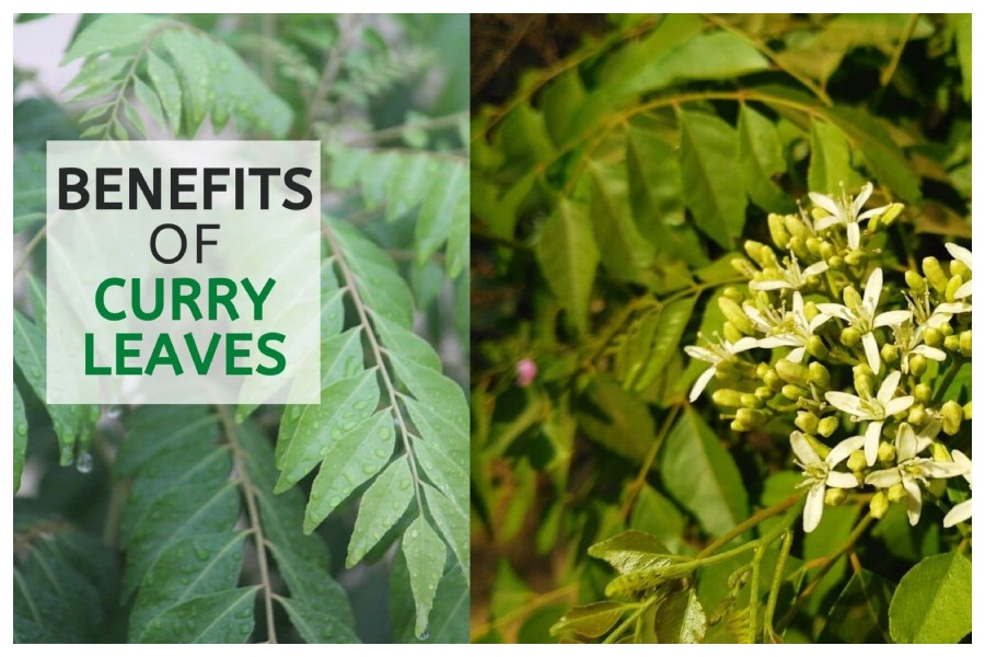 Benefits of curry leaves