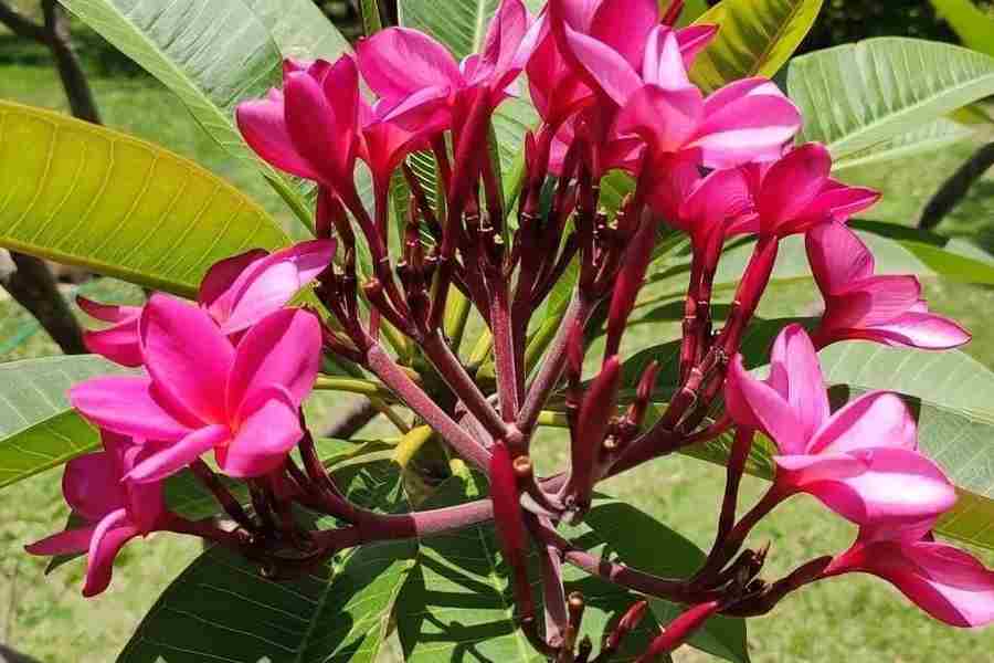 Champa Flower