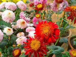 Lucky Flower Plants