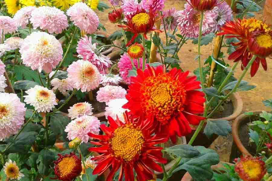 Lucky Flower Plants