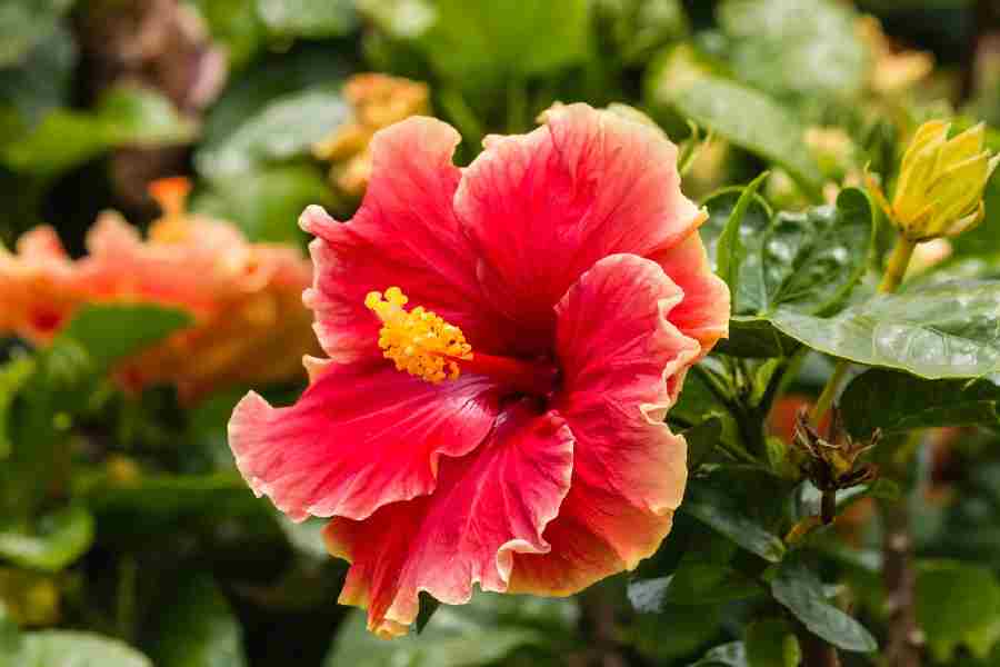 Hibiscus Flower