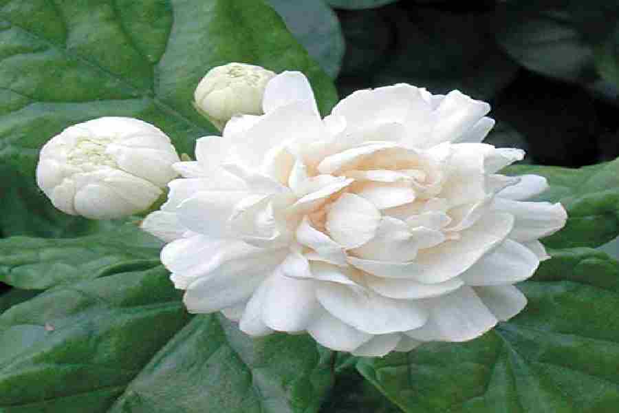 Jasmine Flower