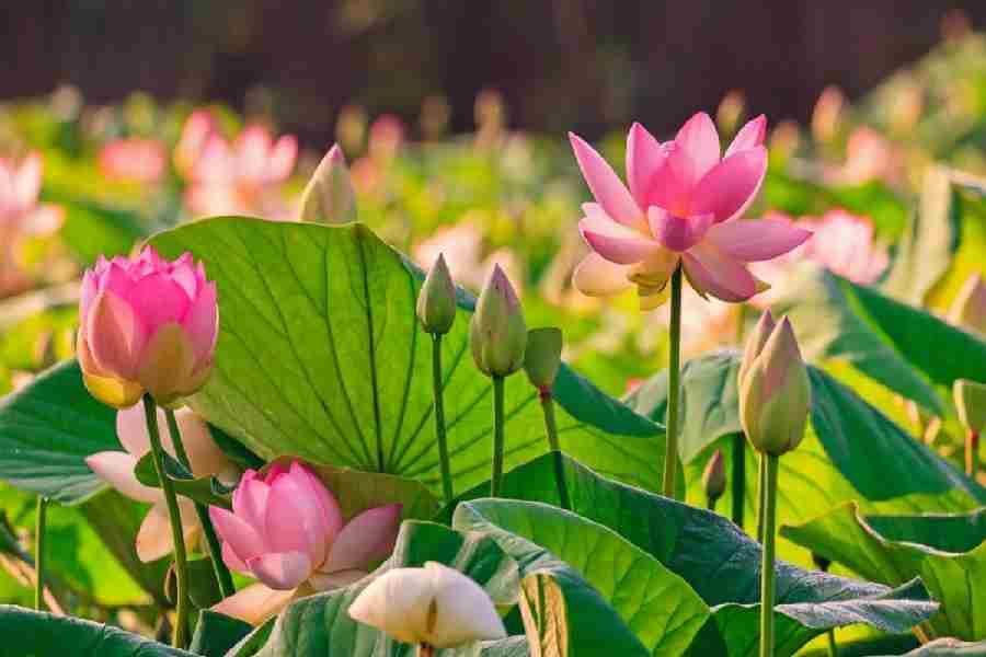 Lotus Flower