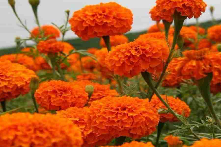 Marigold Flower