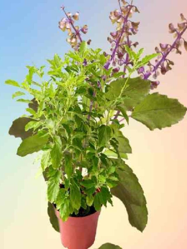 Astro Remedies Tulsi Ke Upay