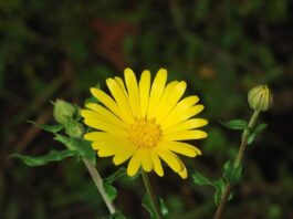 1200px-Calendula_January_2008-1_filtered