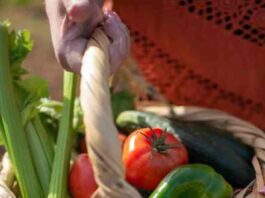 Summer Vegetables
