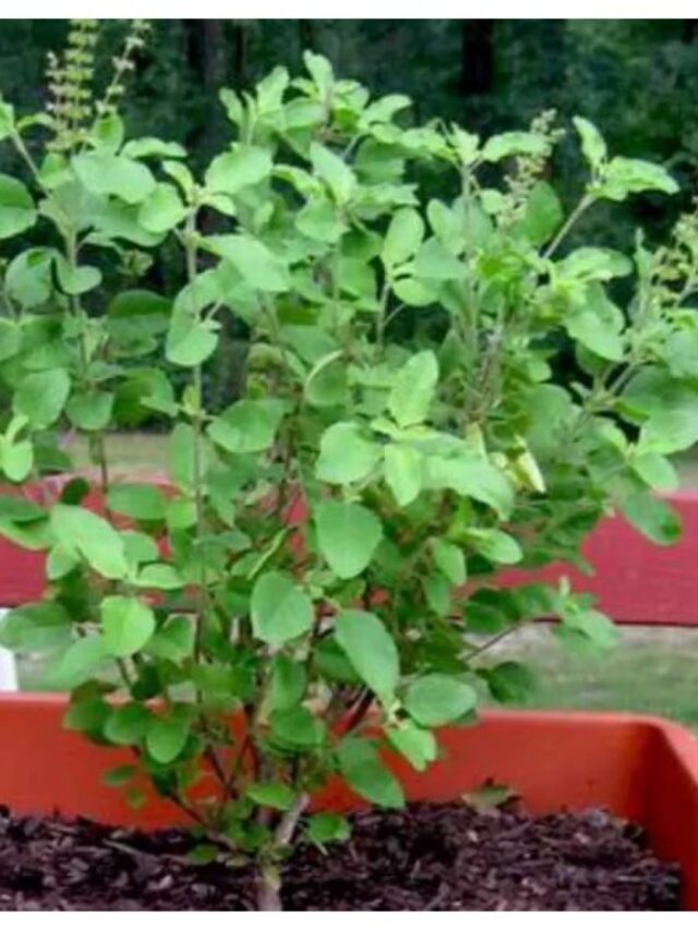 tulsi1
