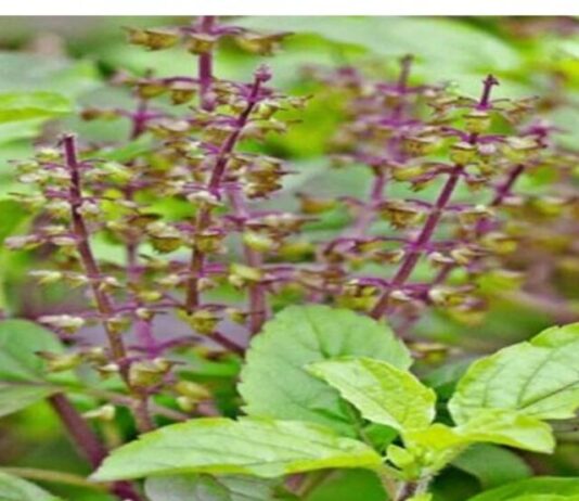 tulsi3