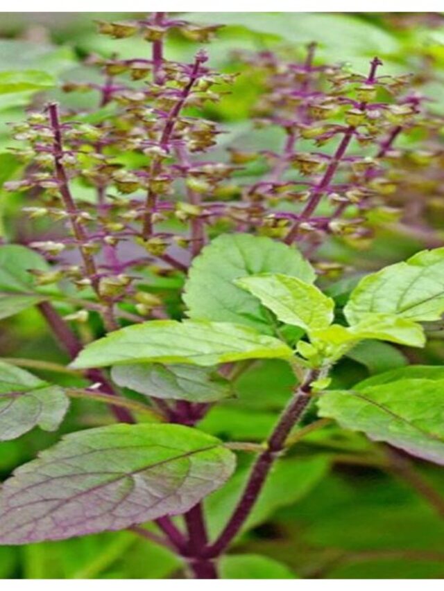 tulsi3