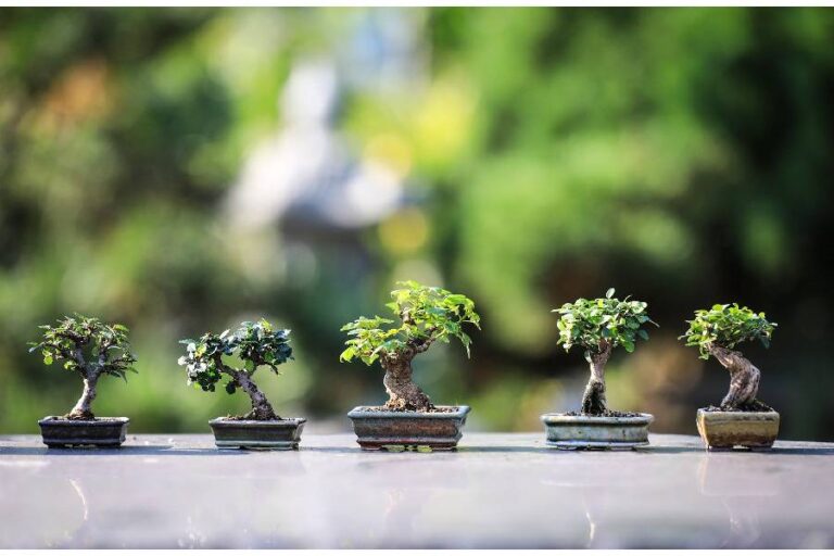 World Environment Day 2023: इन ‘स्‍ट्रेस बस्‍टर’ पौधों से सुधरेगा मन का पर्यावरण