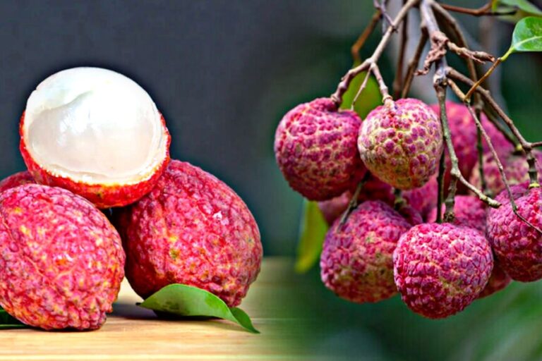 गर्मियों में लीची का सेवन इसलिए है ज़रूरी, जानें