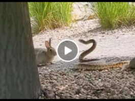 Rabbit vs Snake Fight Viral Video