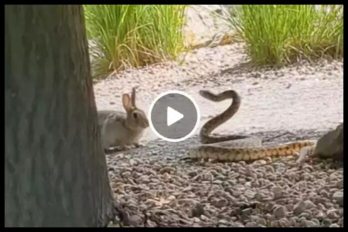 Rabbit vs Snake Fight Viral Video