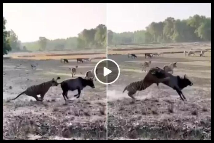 Viral Video