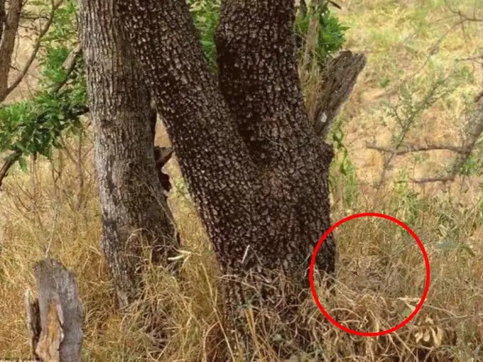 Leopard In The Optical Illusion