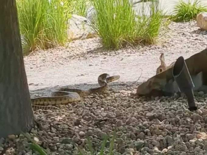 Rabbit vs Snake Fight Video: 