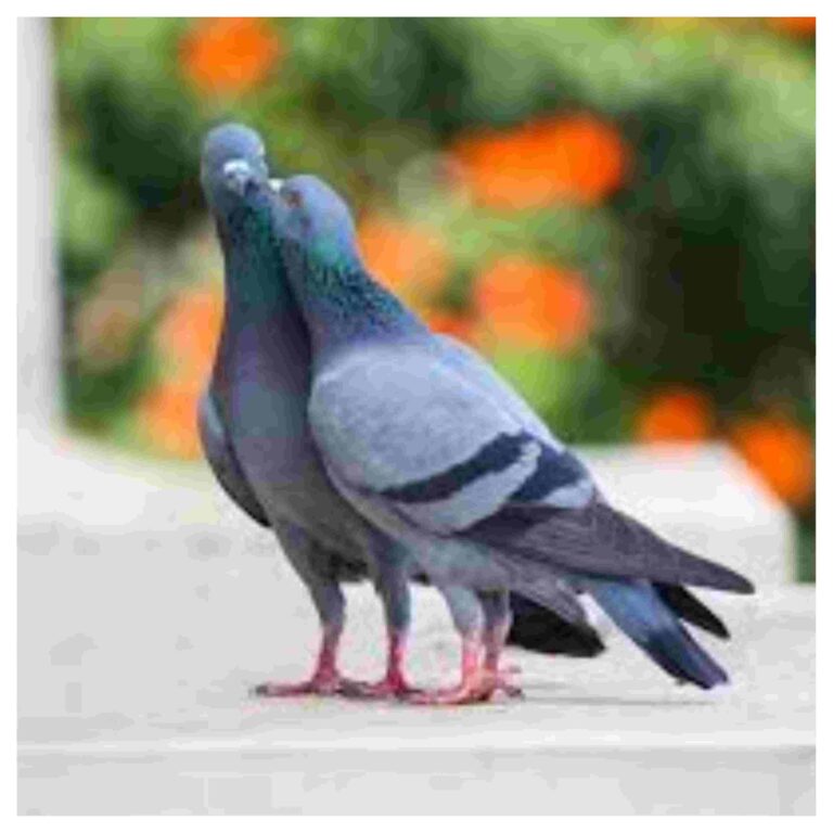 Pigeon Nest in Home: घर से भूलकर भी न हटाए कबूतर का घोंसला करना पड़ेगा गरीबी का सामना