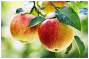 Eating Apple Benefits
