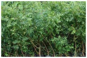 Neem Leaves Benefits