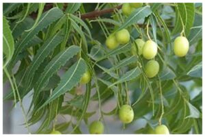 Neem Leaves Benefits