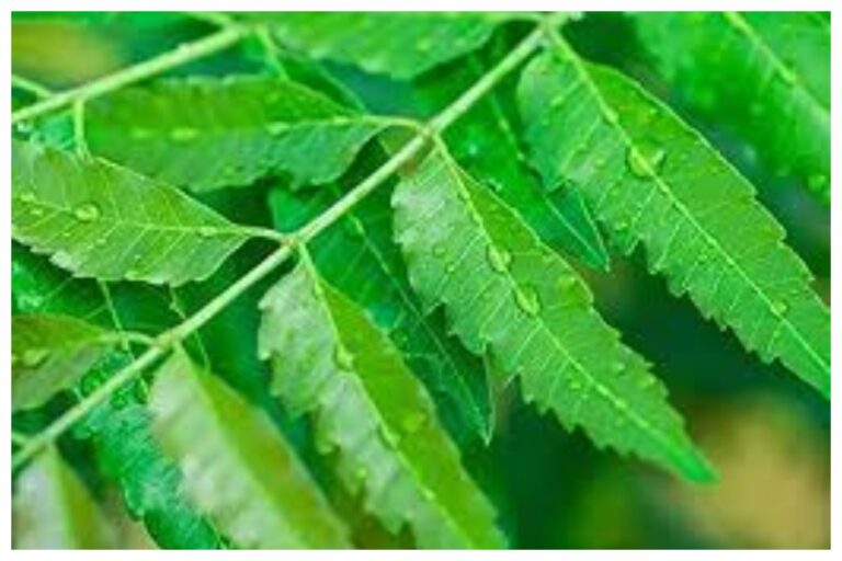 Neem Leaves Benefits: अमृत के समान होते हैं नीम के पत्ते, जाने इनके अत्यंत लाभकारी गुण