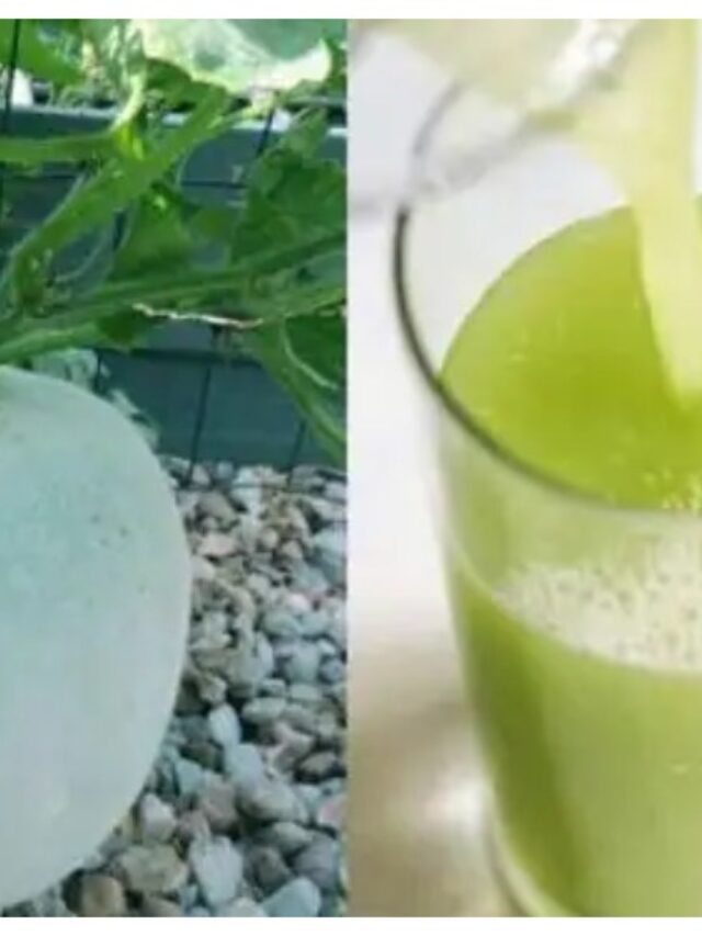 Safed Kaddu Ka Juice कई बीमारियों का रामबाण इलाज है सफेद पेठे का जूस