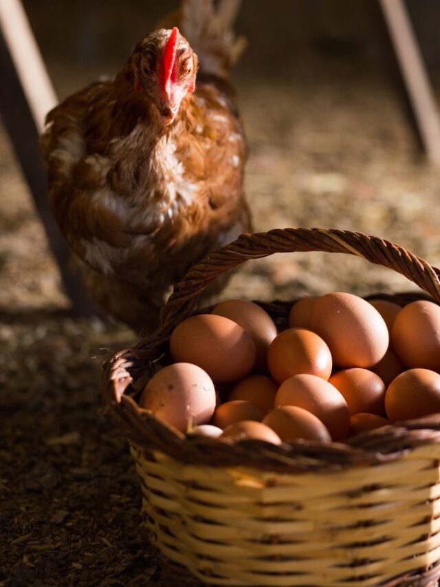 Laying,Hens,Next,To,Basket,Full,Of,Fresh,Eggs,In