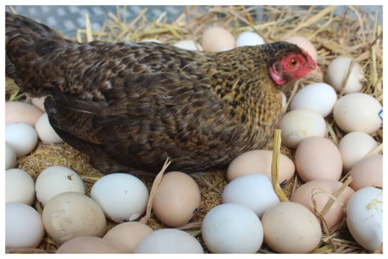 Eggs Veg or Non Veg: धार्मिक और वैज्ञानिक दृष्टि से अंडा वेज या नॉनवेज?