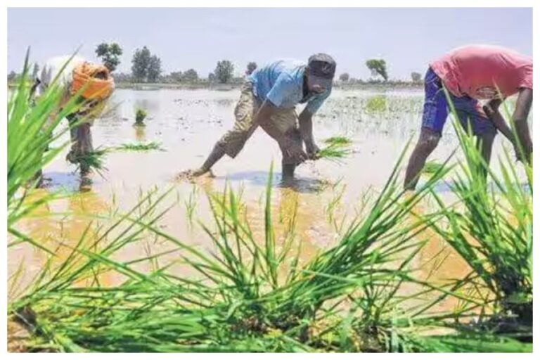Center’s Gift To Farmers: किसानों को केंद्र की सौगात, धान समेत इन फसलों का बढ़ाया MSP