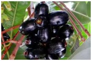 Eating Blackberry Benefits