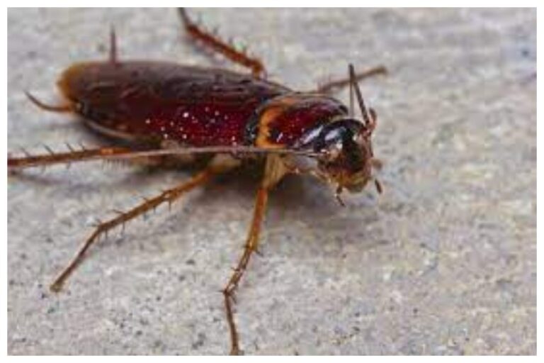 Get rid of cockroaches: घर में घूमते cockroach से हैं परेशान? इन घरेलू नुस्खों को जरूर आजमाएं