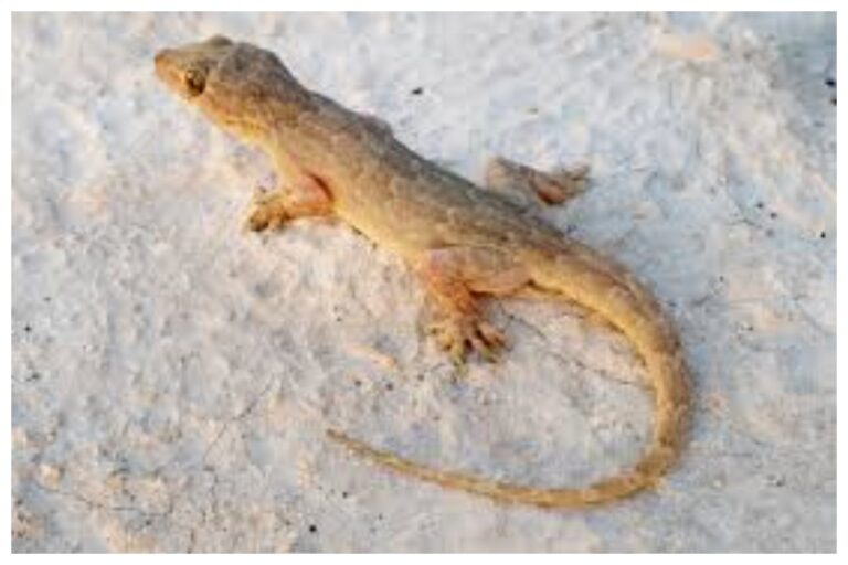 Lizards Home Remedies: घर में छिपकलियों से पाएं आसानी से छुटकारा, आजमायें ये आसन तरीका 