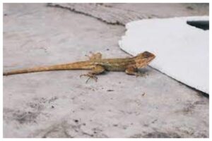 Lizards Home Remedies