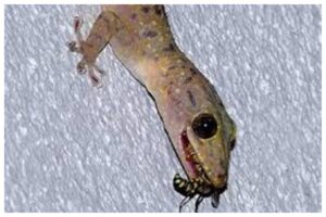 Lizards Home Remedies