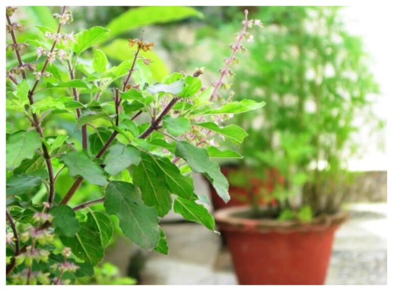 Plants Vastu Tips: खुशहाली और तरक्की के लिए तुलसी समेत जरूर लगाएं ये 5 पौधे, स्ट्रेस फ्री भी होंगे आप