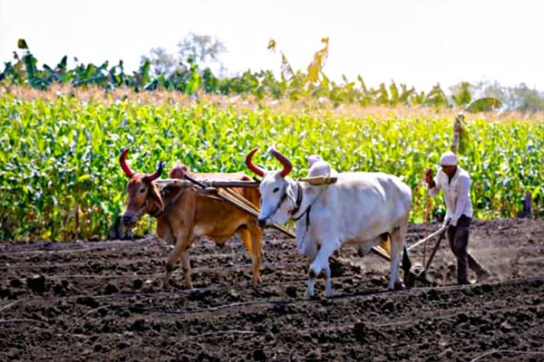 किसानों की बल्ले बल्ले! अब हर एकड़ ज़मीन पर सरकार द्वारा मिलेंगे 5000 रुपए, जल्दी करें आवेदन