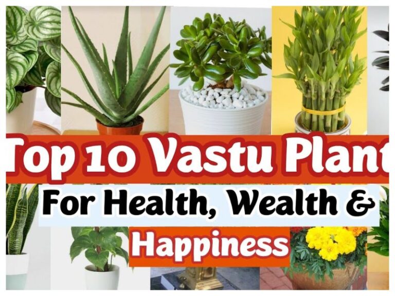 Lucky Plants Vastu Tips: घर से जाएगी गरीबी और आएगा पैसा ही पैसा, खुशहाली और समृद्धि के लिए करें ये काम