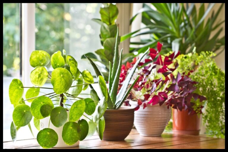 Plants To Grow At Home